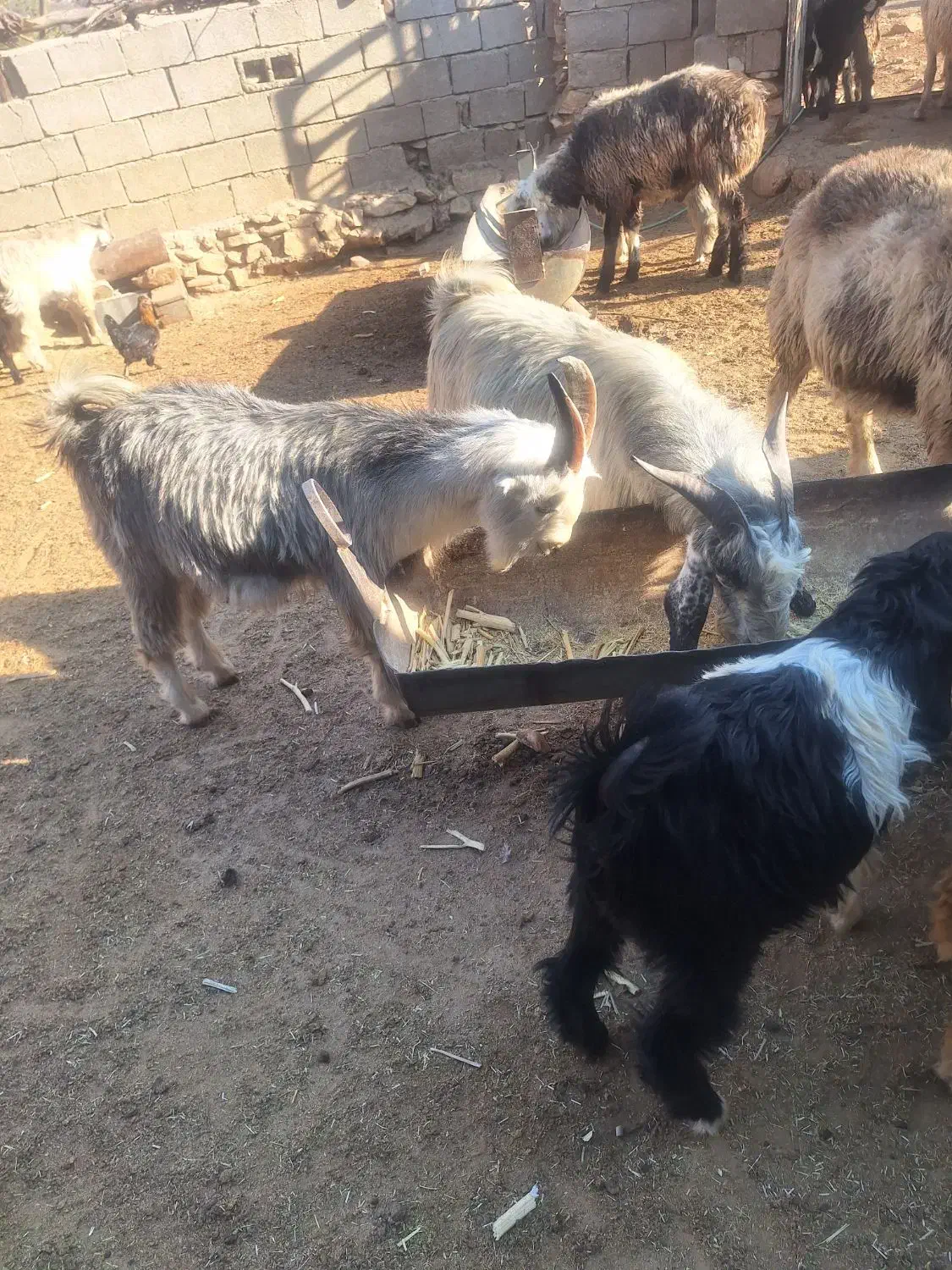 50راس کهره نر دشمن زیاری نوراباد|حیوانات مزرعه|دشمن زیاری, |دیوار