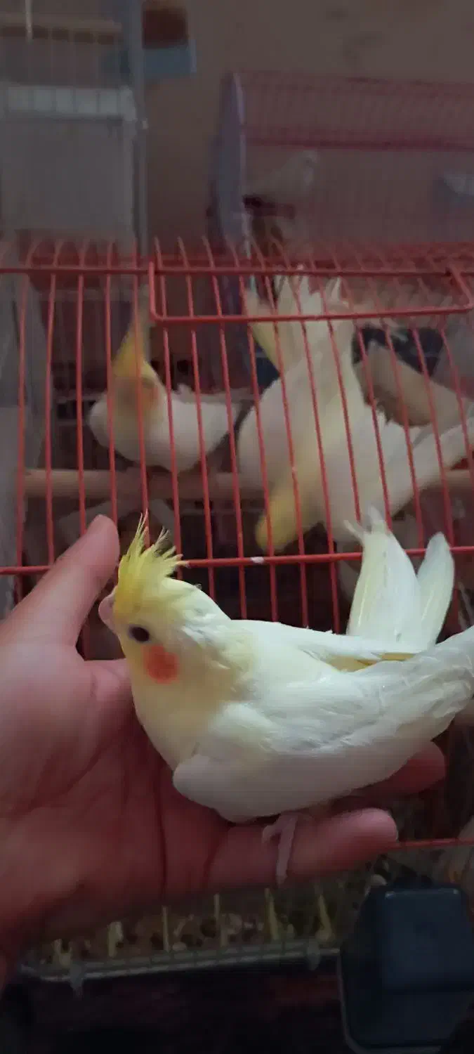 3 تا عروس هلندی ۶۰ روزه|پرنده|شوشتر, |دیوار