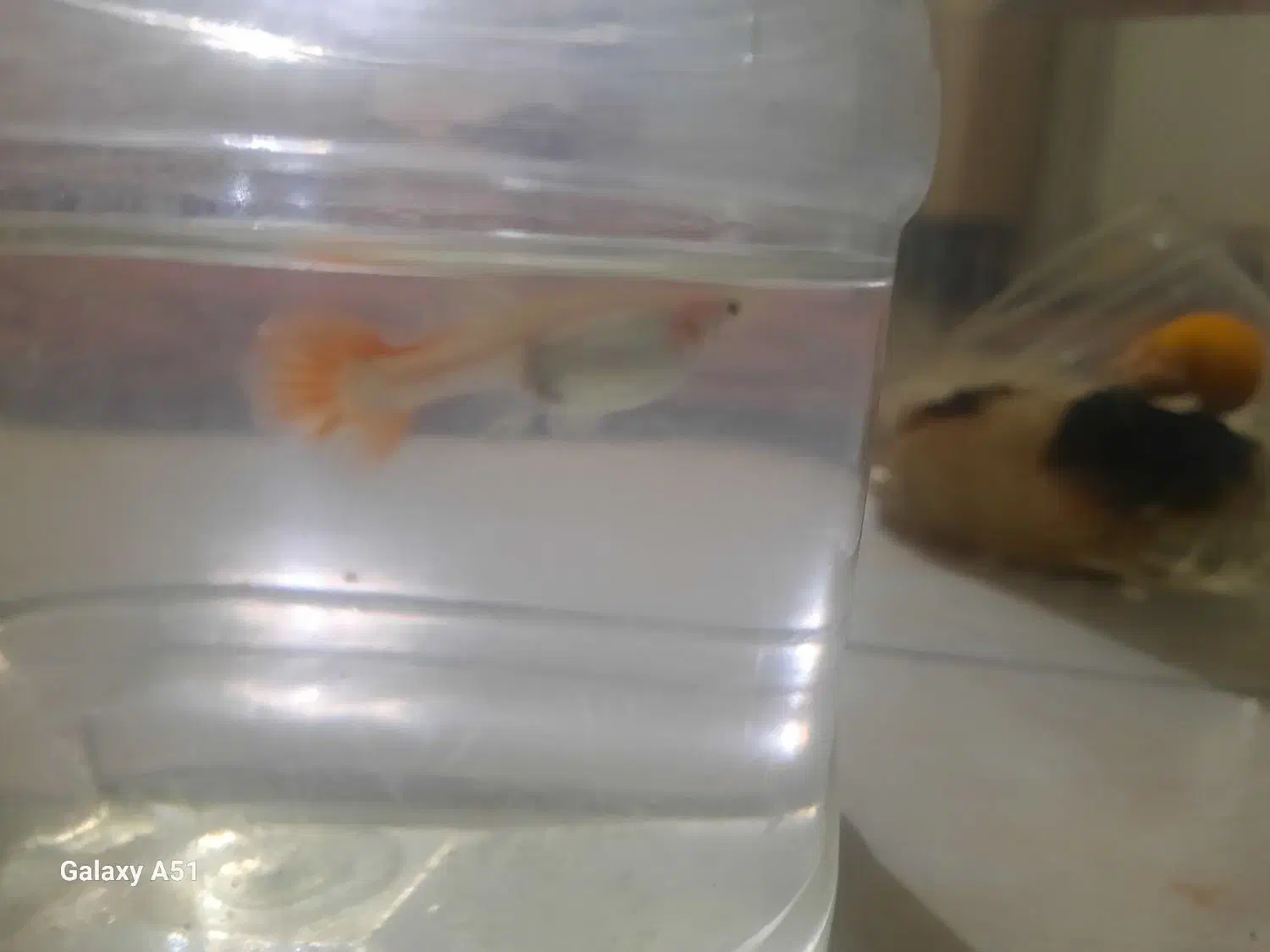 ماهی گوپی|ماهی|تهران, اوقاف|دیوار