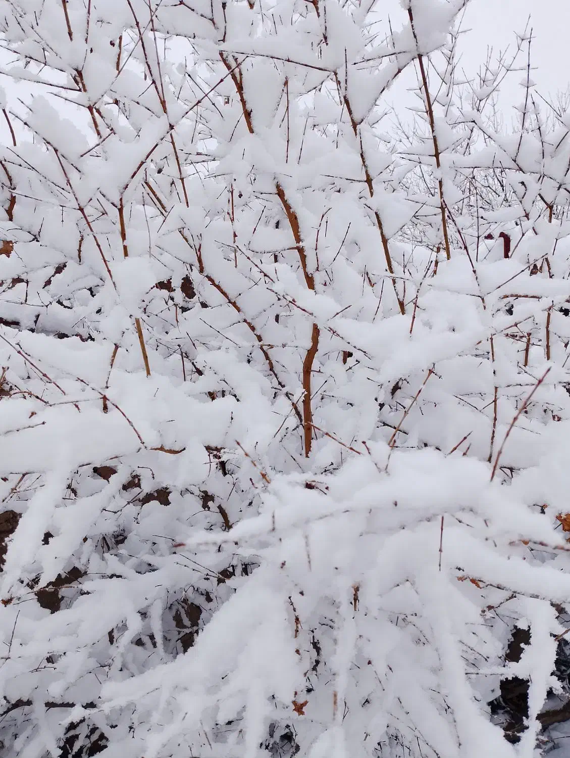 باغ پسته دوهکتاری|فروش دفتر صنعتی، کشاورزی، تجاری|طاغنکوه, |دیوار