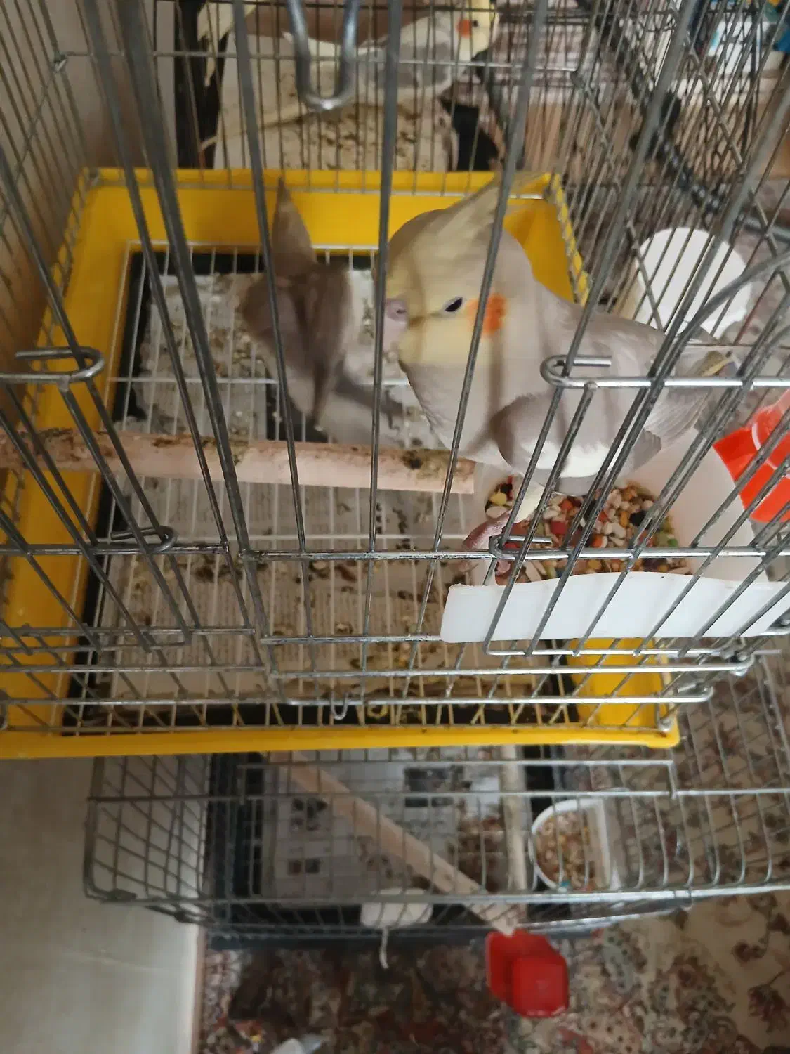 عروس هلندی دوماهه|پرنده|فردیس, سرحدی|دیوار