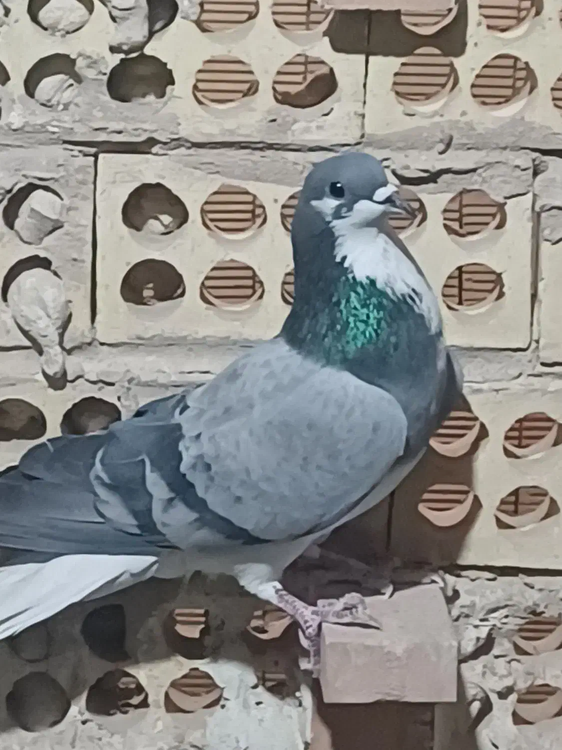 نر خرقه|پرنده|اصفهان, اندوان|دیوار