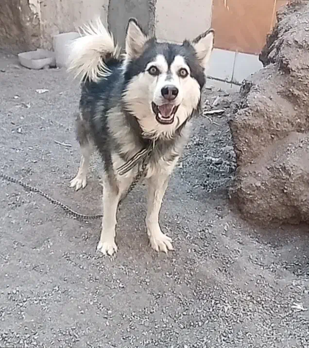 سگ هاسکی حرف گوش کن|سگ|کرمان, |دیوار