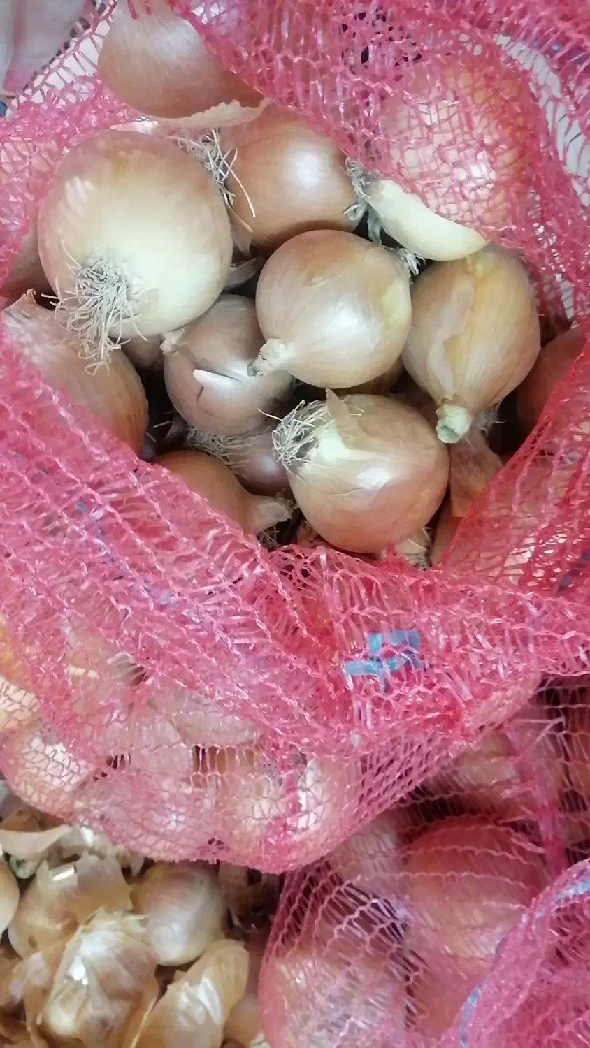 پیاز|عمده‌فروشی|قوچان, |دیوار