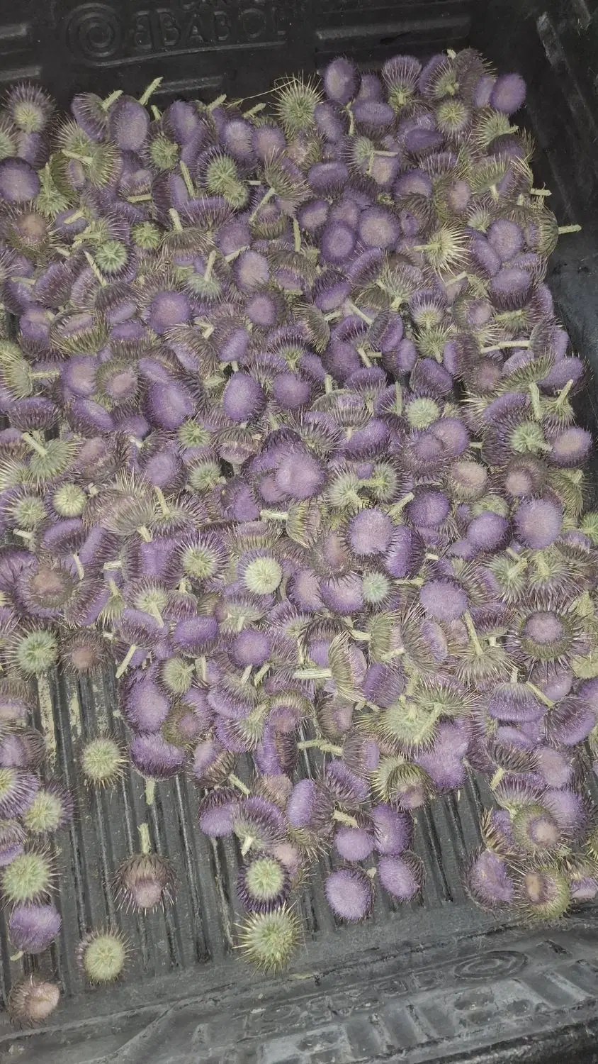 گلاله|خوردنی و آشامیدنی|بندر گناوه, |دیوار