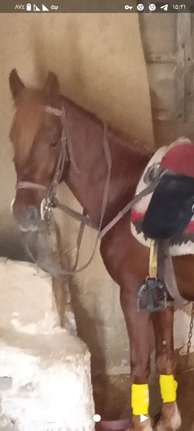 اسب|اسب و تجهیزات اسبسواری|قیدار, |دیوار