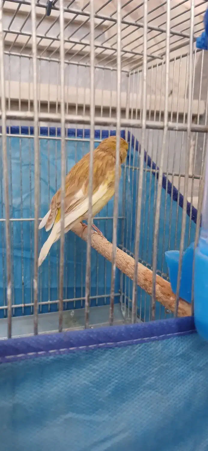 قناری ماده|پرنده|ساوه, |دیوار