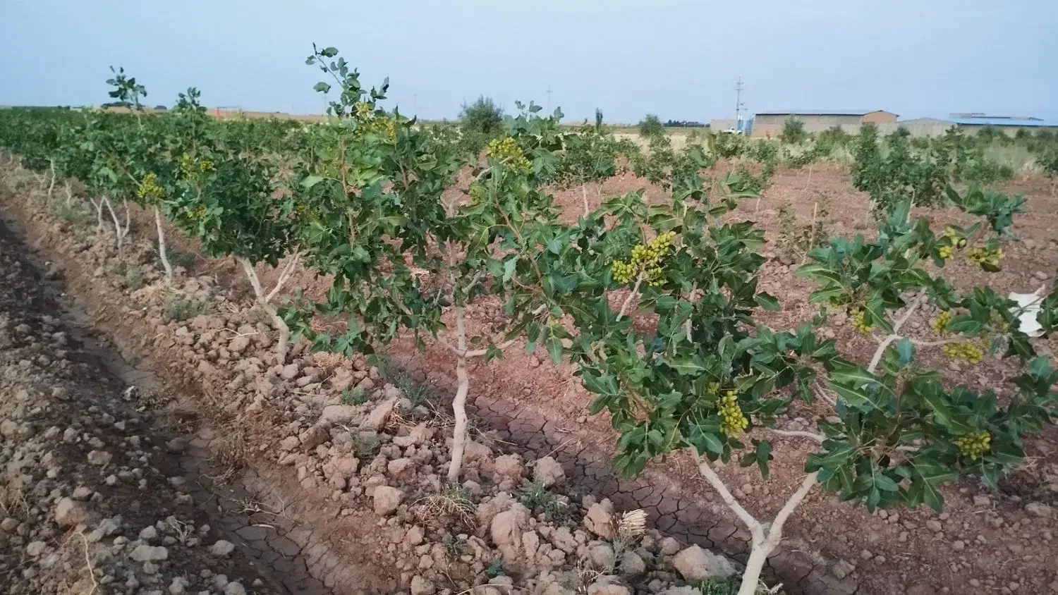 باغ پسته|فروش دفتر صنعتی، کشاورزی، تجاری|بوئین زهرا, |دیوار