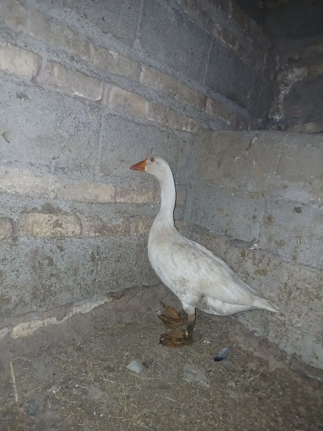 بت نر|حیوانات مزرعه|زابل, |دیوار