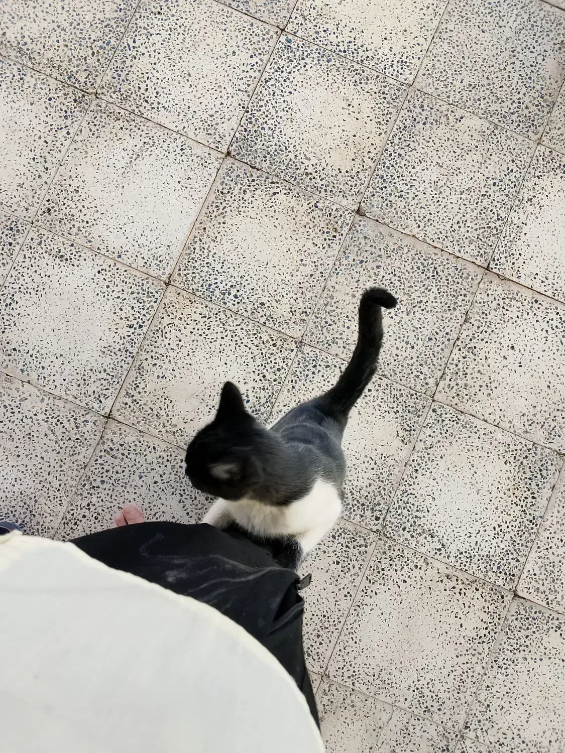 گربه خانگی|گربه|تربت‌حیدریه, بالا ولایت|دیوار