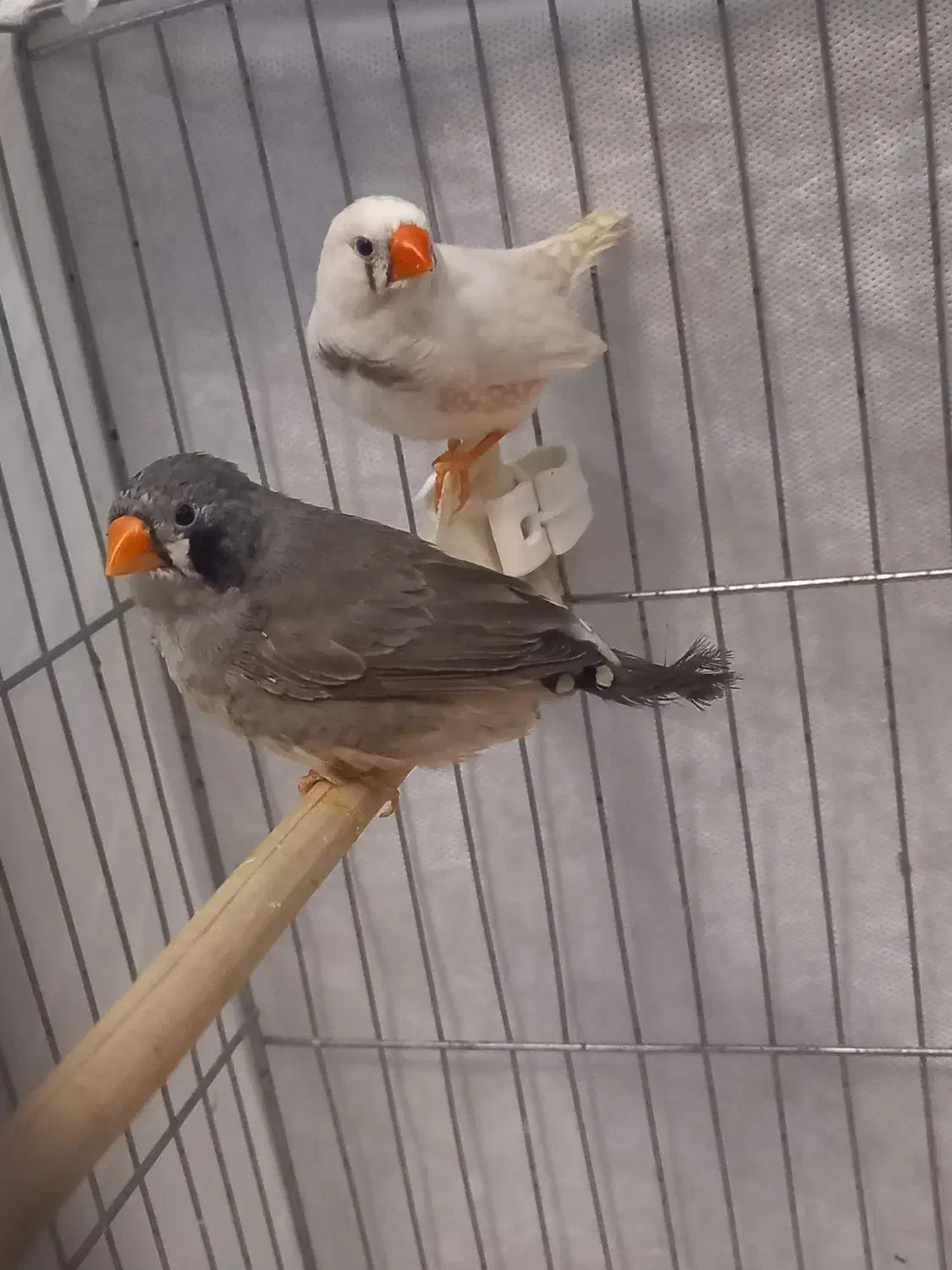 جفت فنچ سالم مولد|پرنده|تهران, فردوس|دیوار