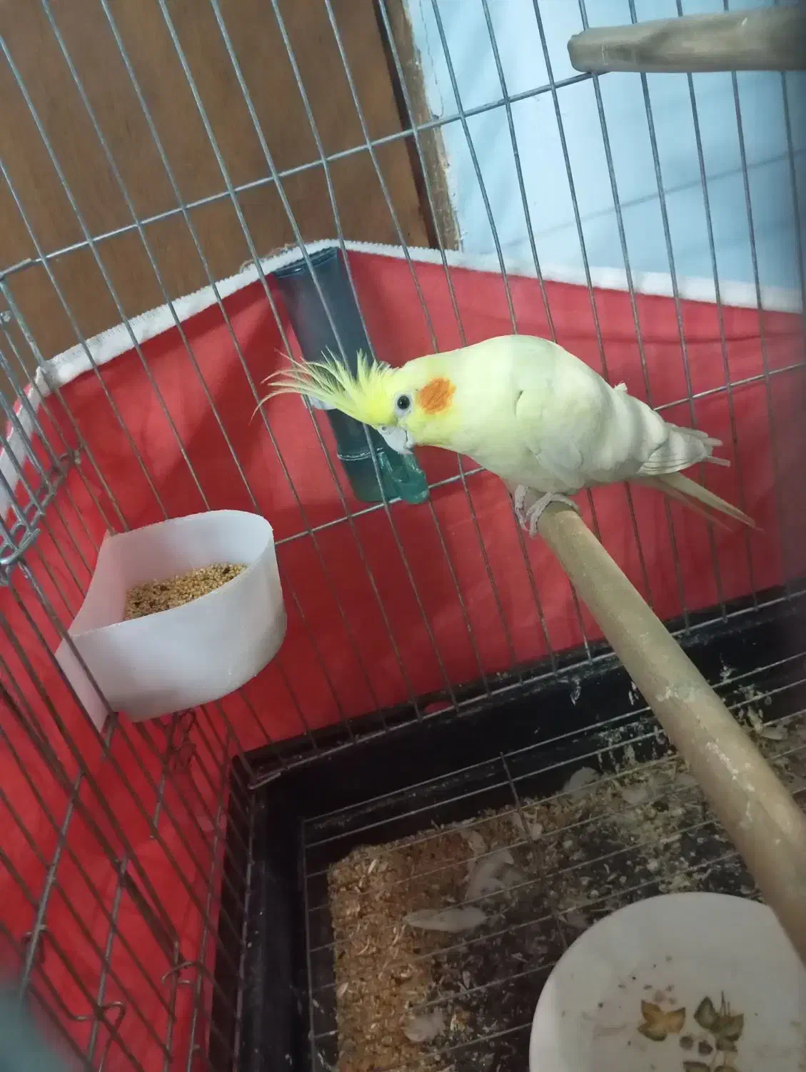 عروس لوتینو دستی|پرنده|نی‌ریز, |دیوار