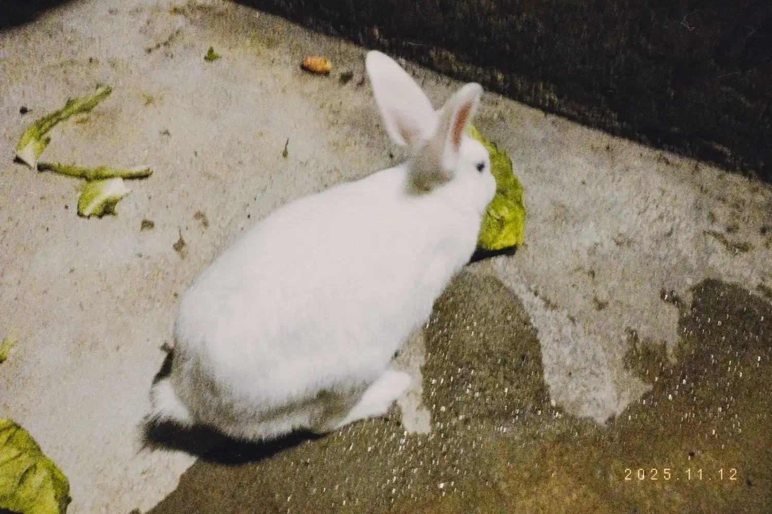 سه عدد خرگوش زیبا همراه با مادر|موش و خرگوش|بانه, |دیوار