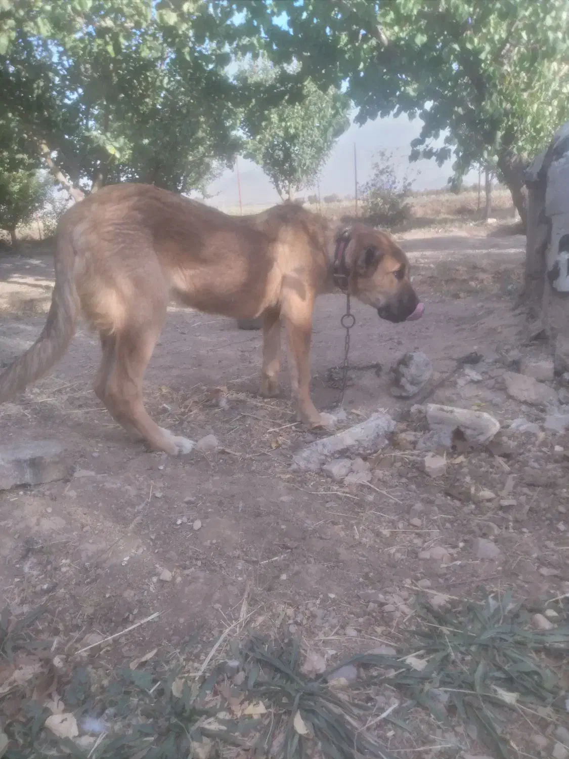 توله سگ سراب|سگ|شازند, |دیوار