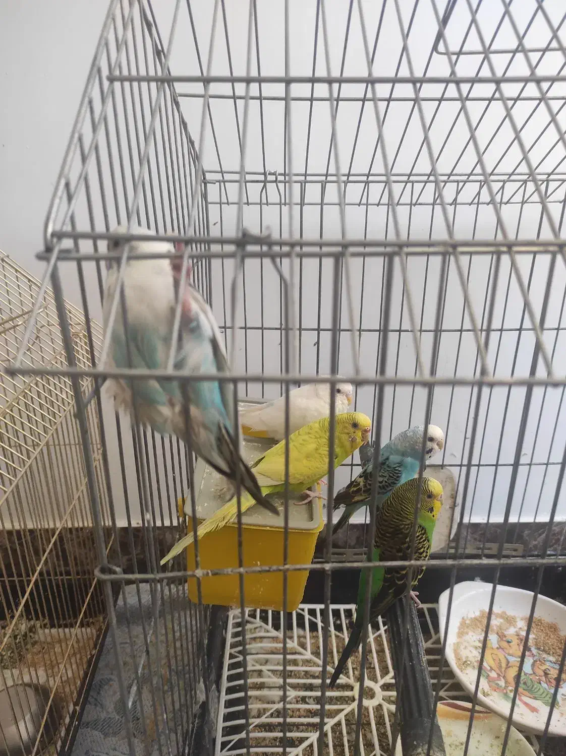 5 عدد مرغ عشق و 1 عدد عروس هلندی|پرنده|شهریار, شهرک وائین|دیوار