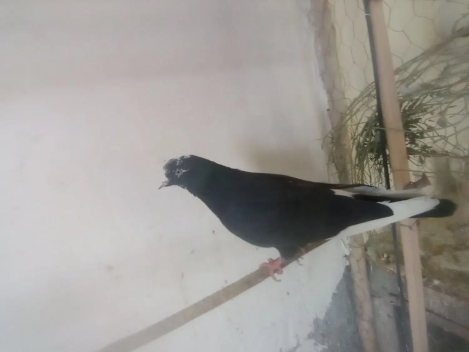 کفتر|پرنده|گیان, |دیوار