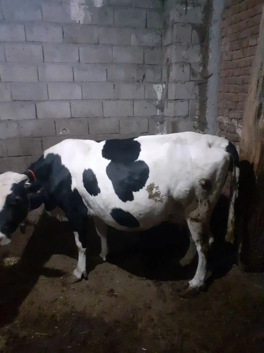 گاو ابستن شیری|حیوانات مزرعه|نیر (اردبیل), |دیوار
