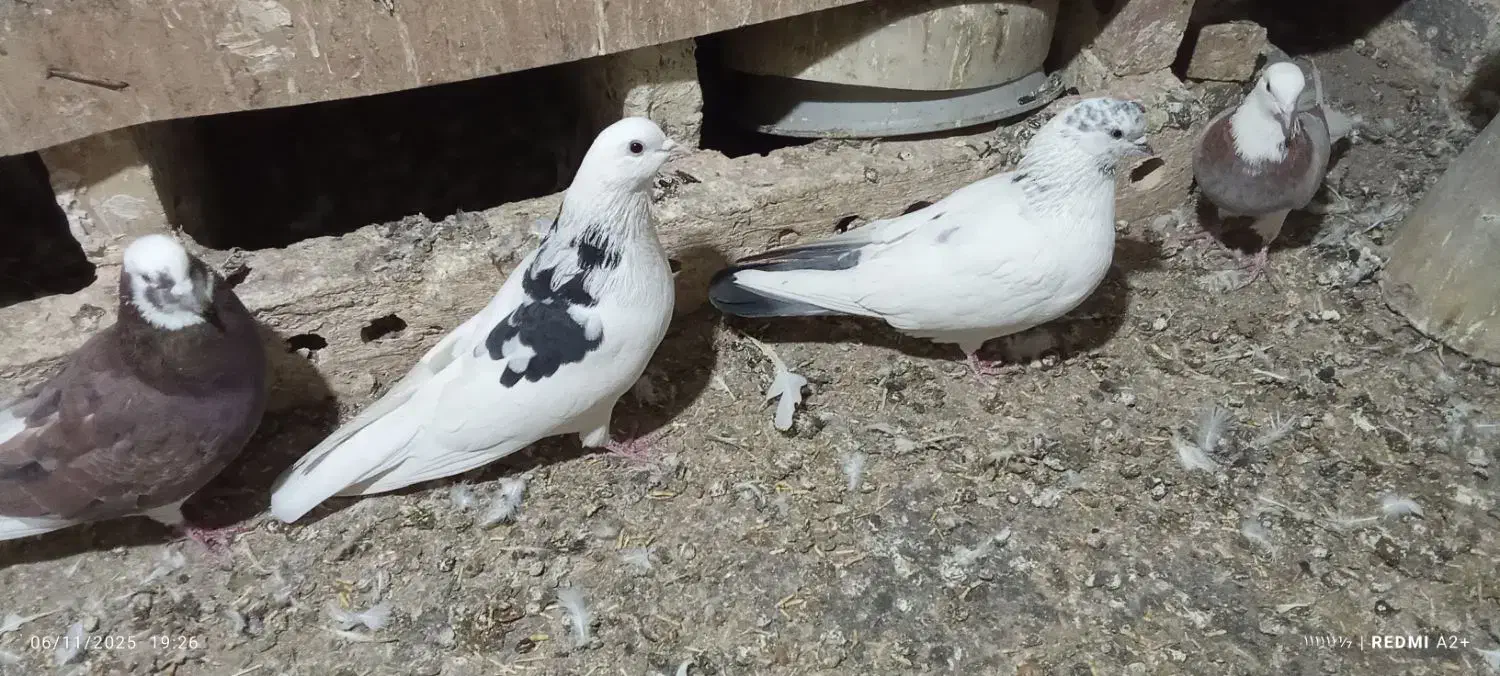 کبوتربلندپرواز|پرنده|هریس, |دیوار