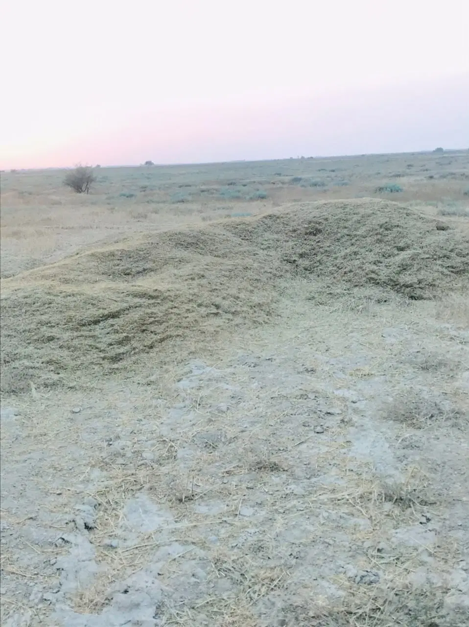 کاه جو|لوازم جانبی حیوانات|بندر گناوه, |دیوار