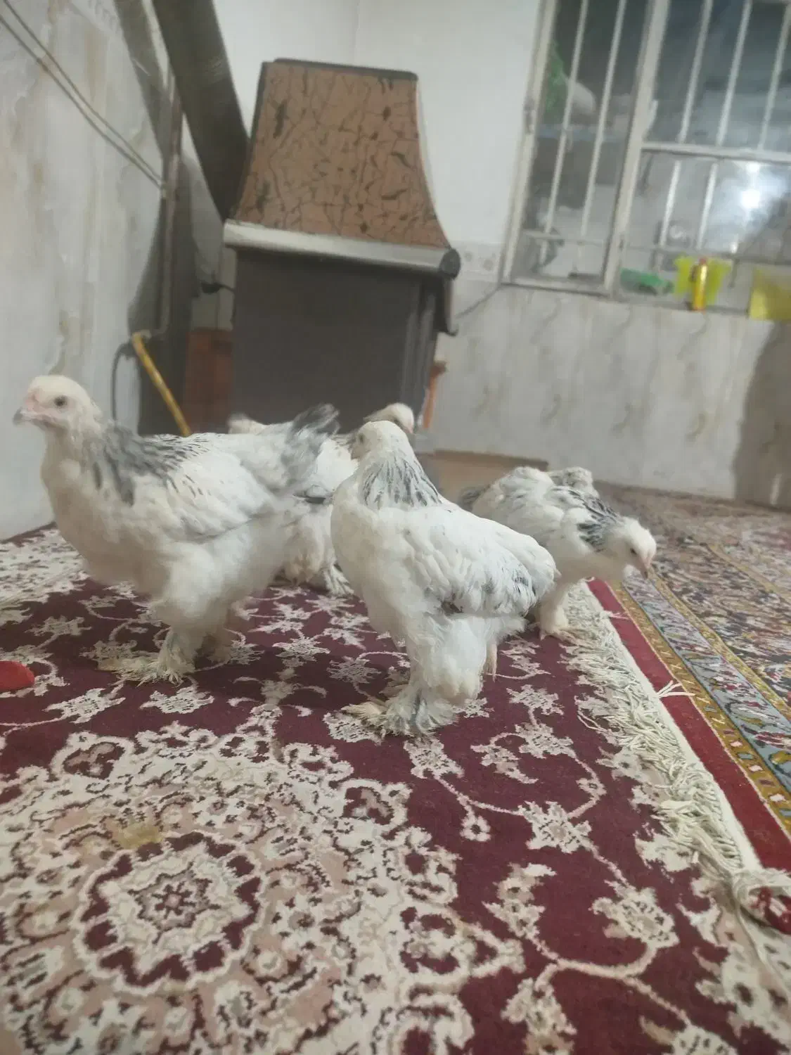 جوجه برهما ۳ ماه|حیوانات مزرعه|مشهد, علی آباد|دیوار