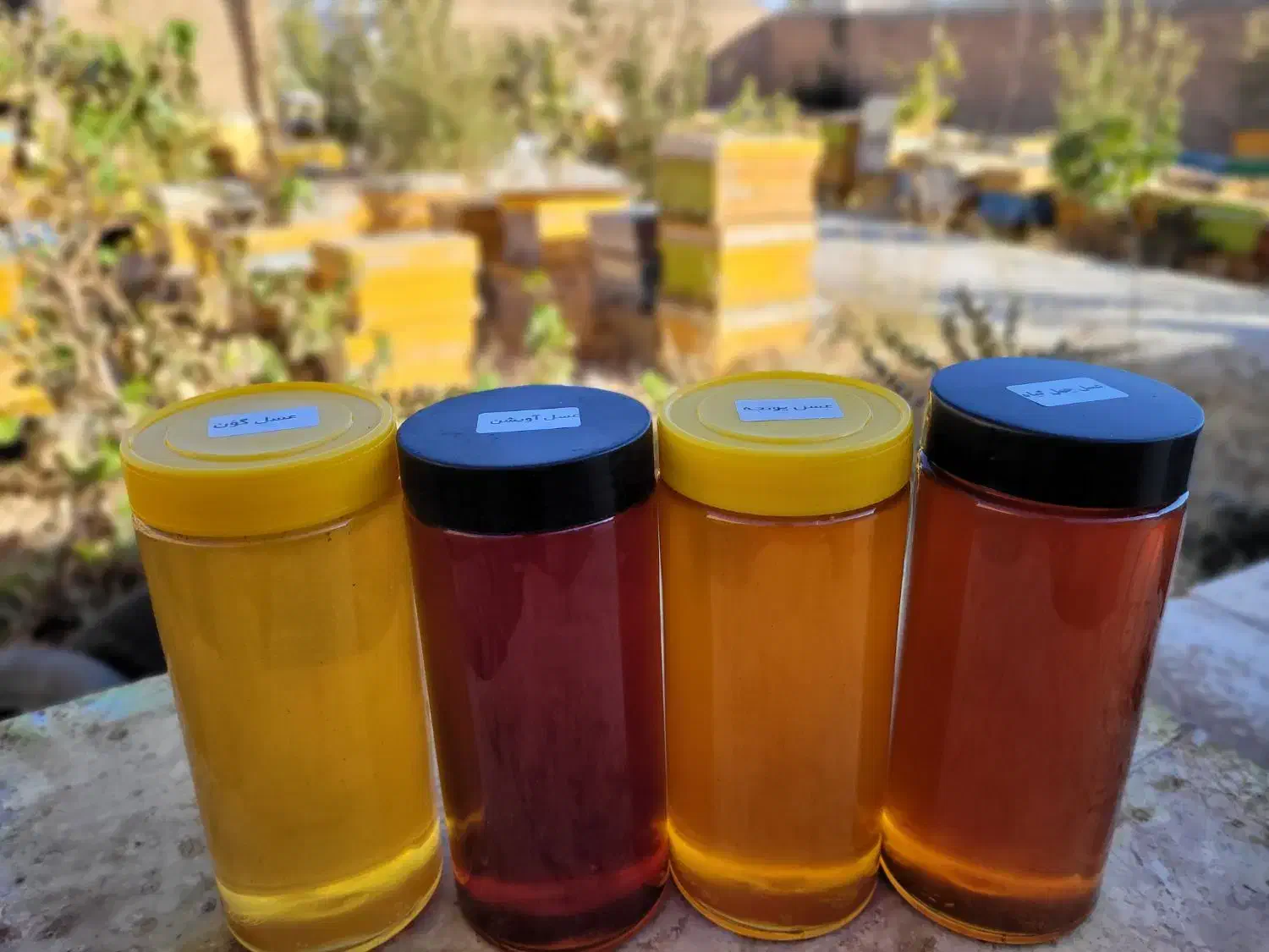 عسل (عمده)|عمده‌فروشی|تهران, سلسبیل شمالی|دیوار