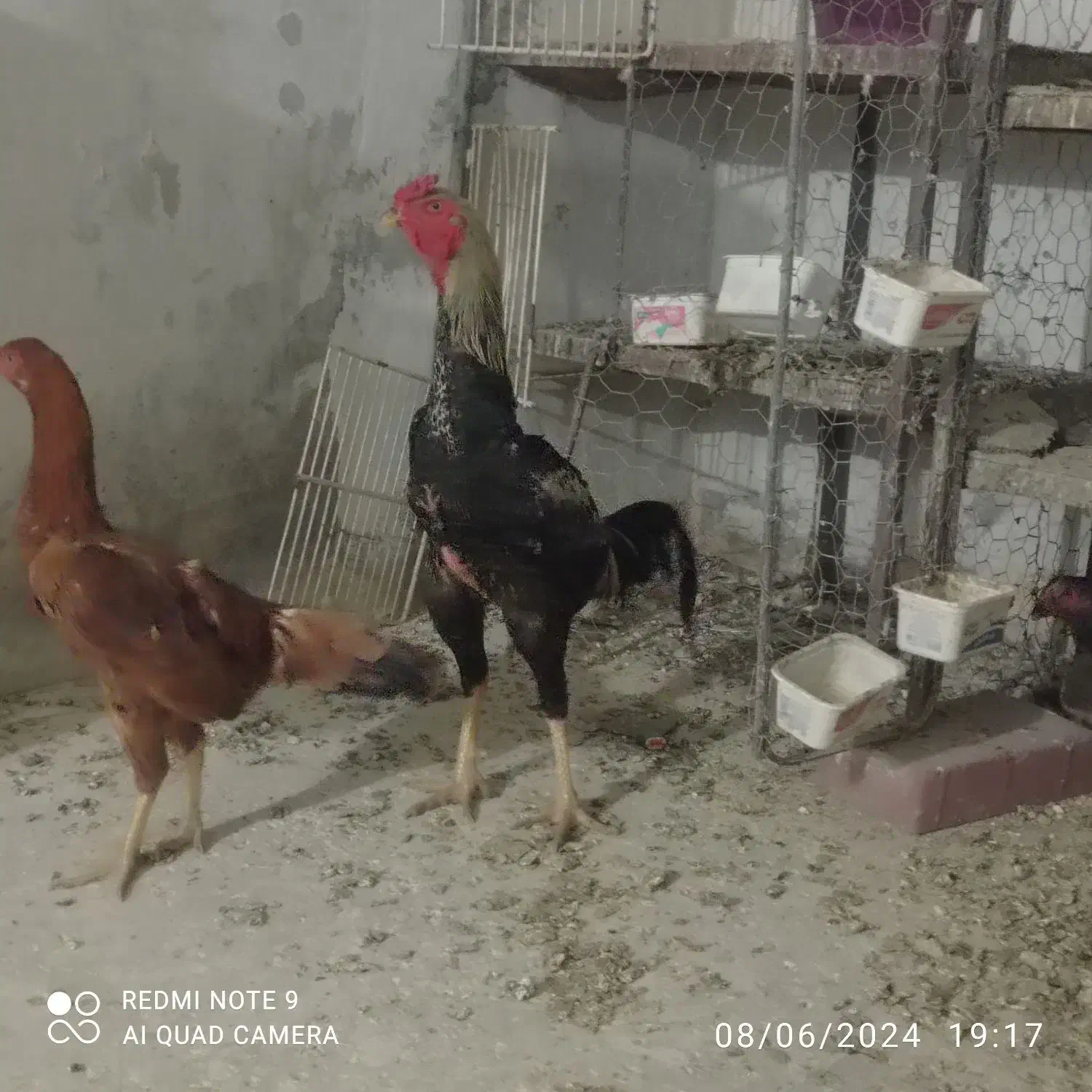 تخم مرغ لاری|حیوانات مزرعه|خوسف, |دیوار