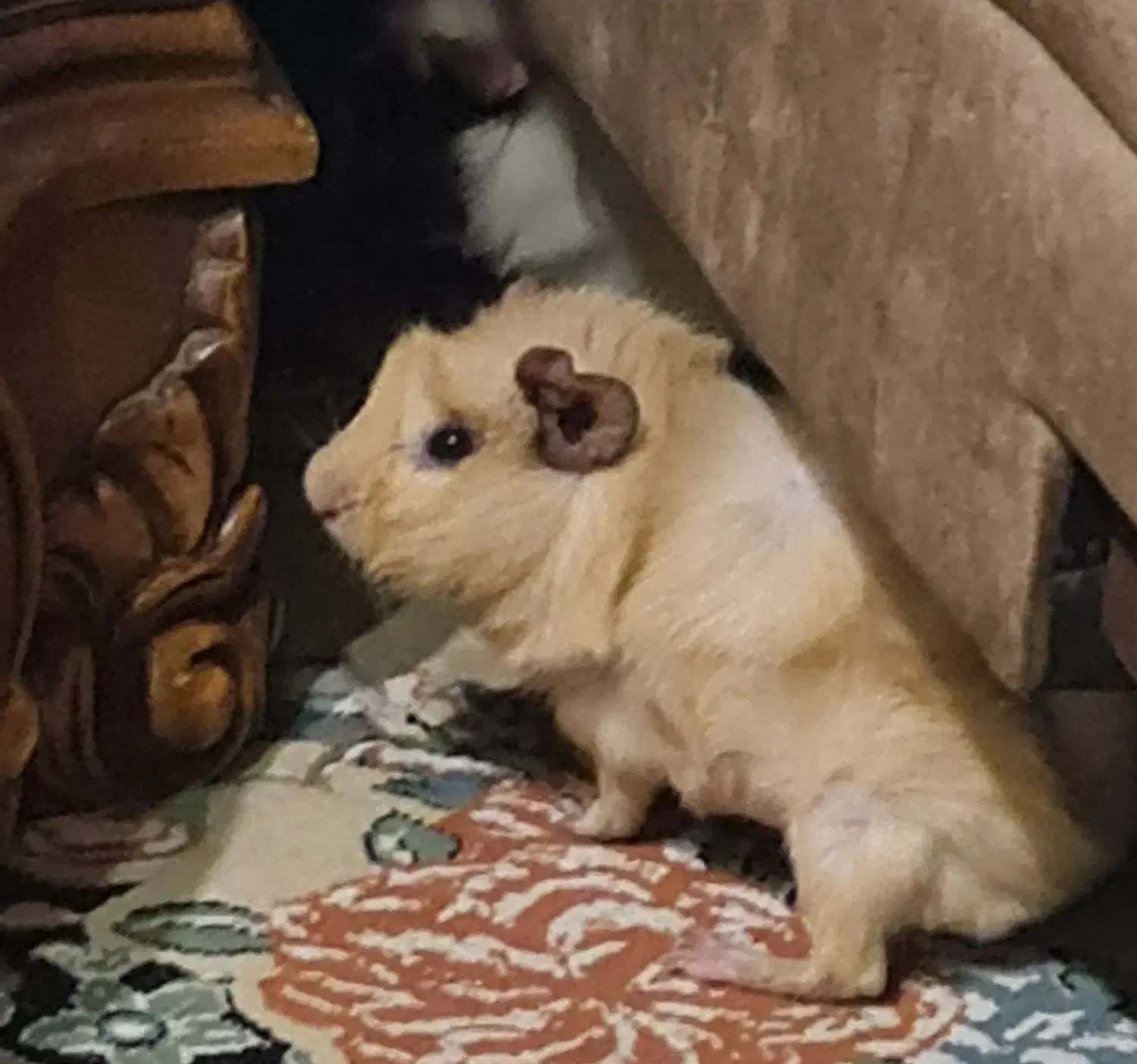 واگذاری یک جفت خوکچه هندی ناز و شیطون|موش و خرگوش|تهران, افسریه شمالی|دیوار