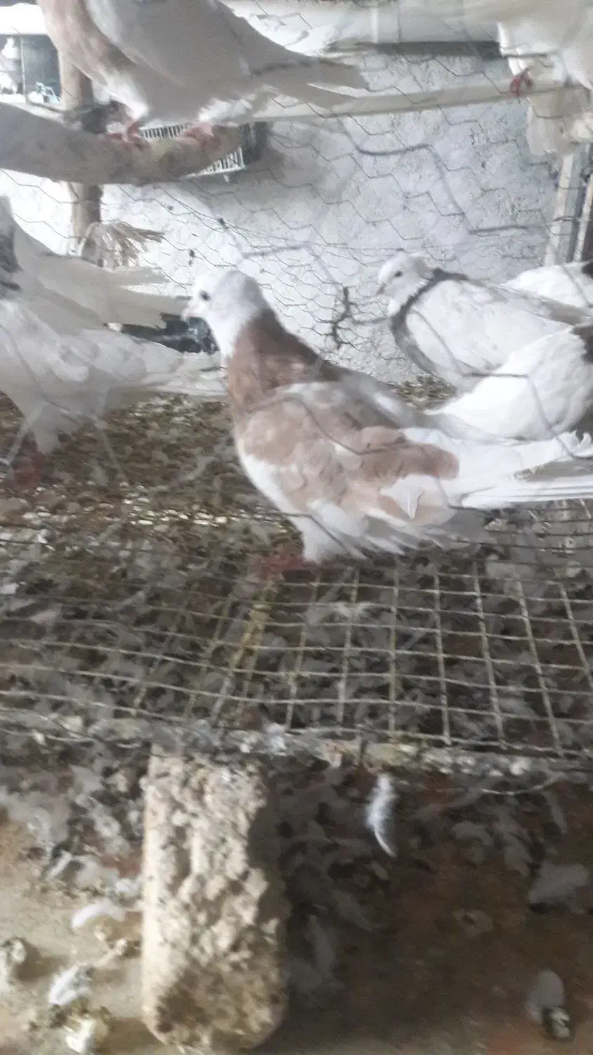 کبوتر|پرنده|کرمانشاه, |دیوار