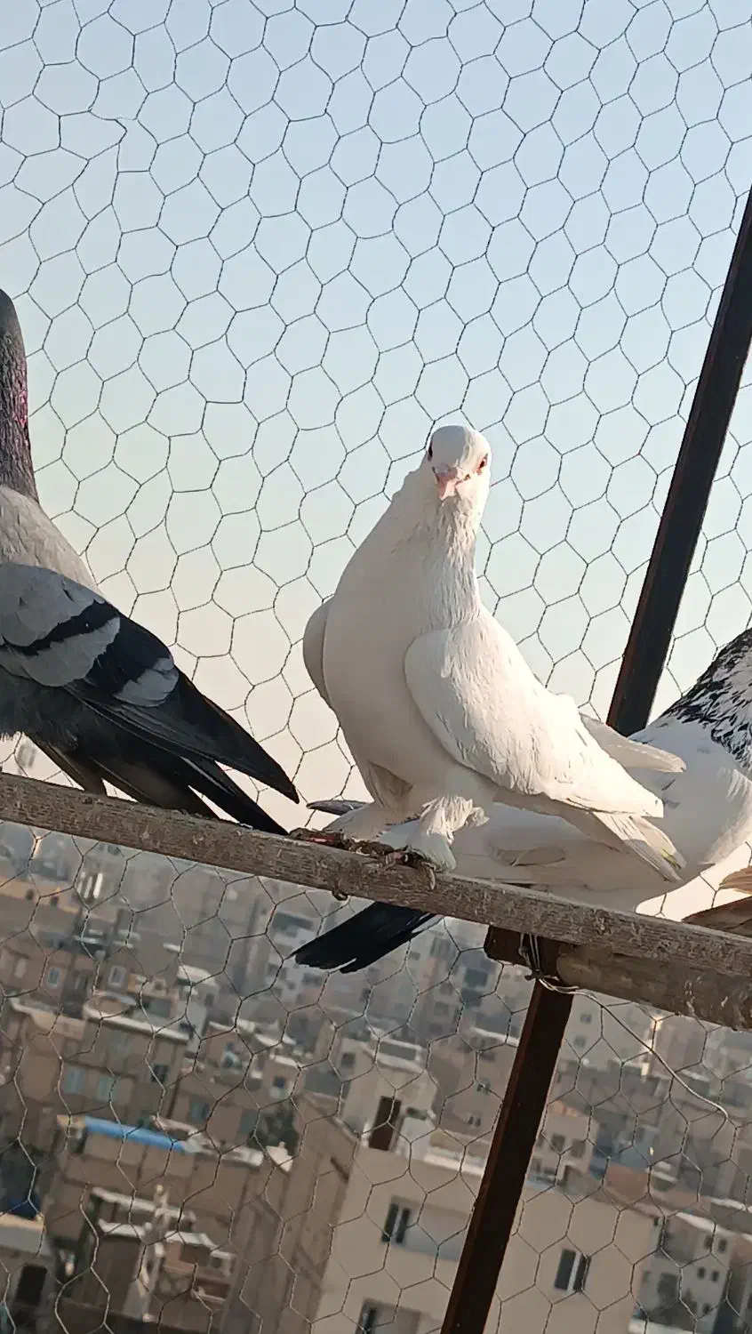 کفتر زینتی|پرنده|صباشهر, |دیوار