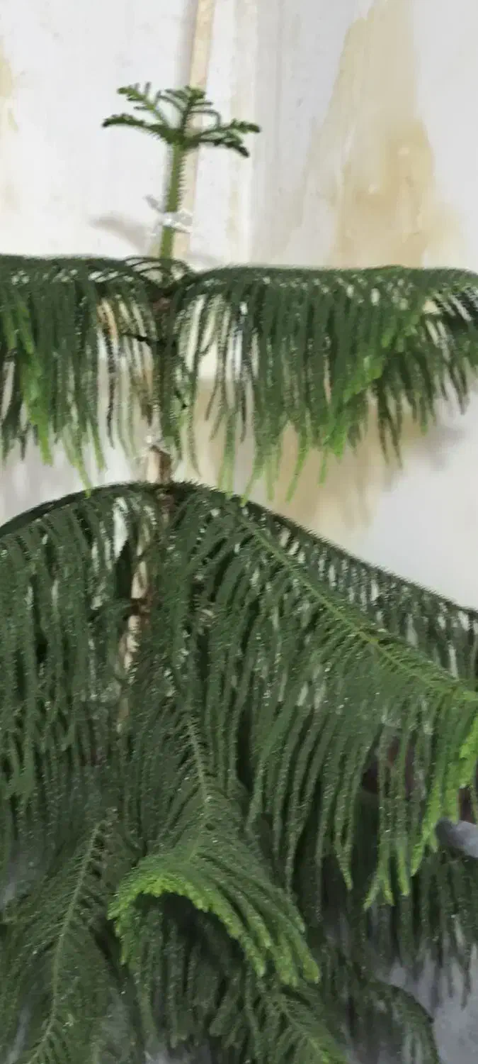 گل  زیبا|گل و گیاه طبیعی|دهگلان, |دیوار