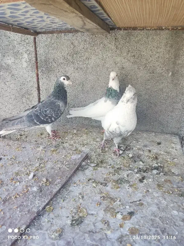 طوقی خوشرنگ دمبی|پرنده|مبارکه, |دیوار