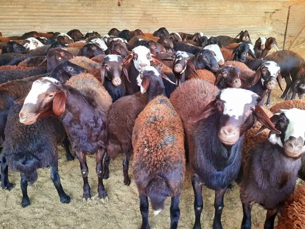 بره نر و ماده|حیوانات مزرعه|برخوار, |دیوار