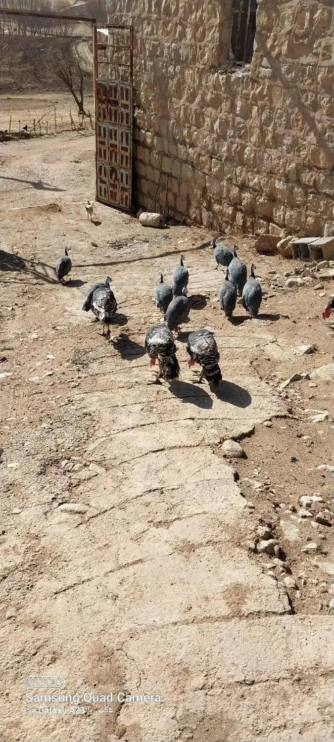 فروش مرغ شاخدار وبوقلمون|حیوانات مزرعه|چرداول, |دیوار