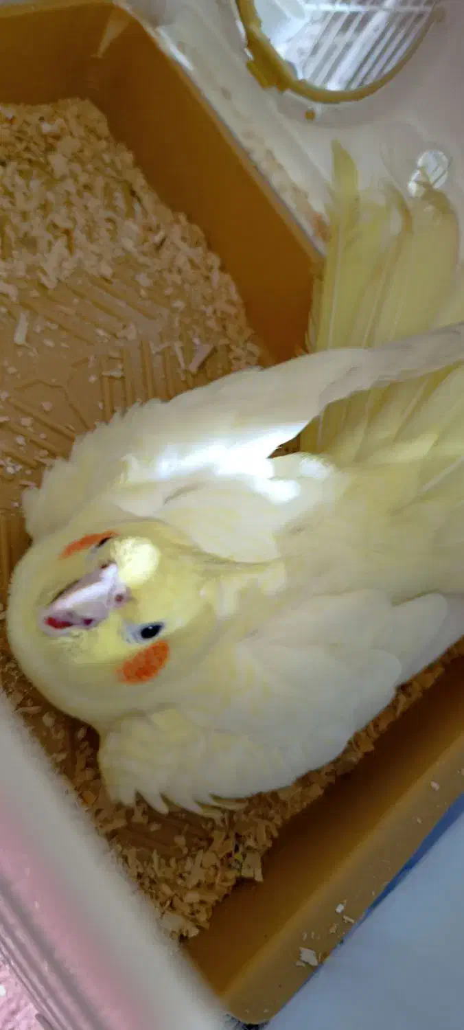 یک جفت پرنده دستی ، تخم گذار|پرنده|بهبهان, |دیوار