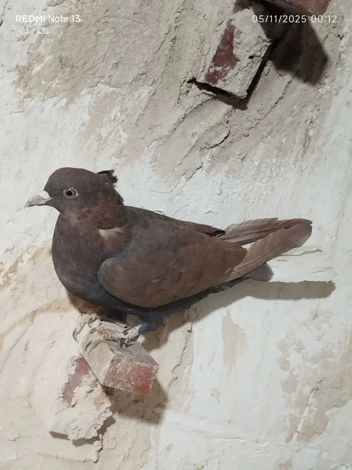 گلی کلاغ دوم سفید|پرنده|کشکوئیه, |دیوار