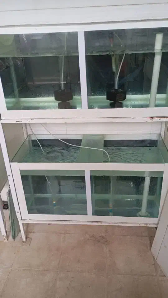 فروش آکواریوم بزرگ|ماهی|مزایجان, |دیوار