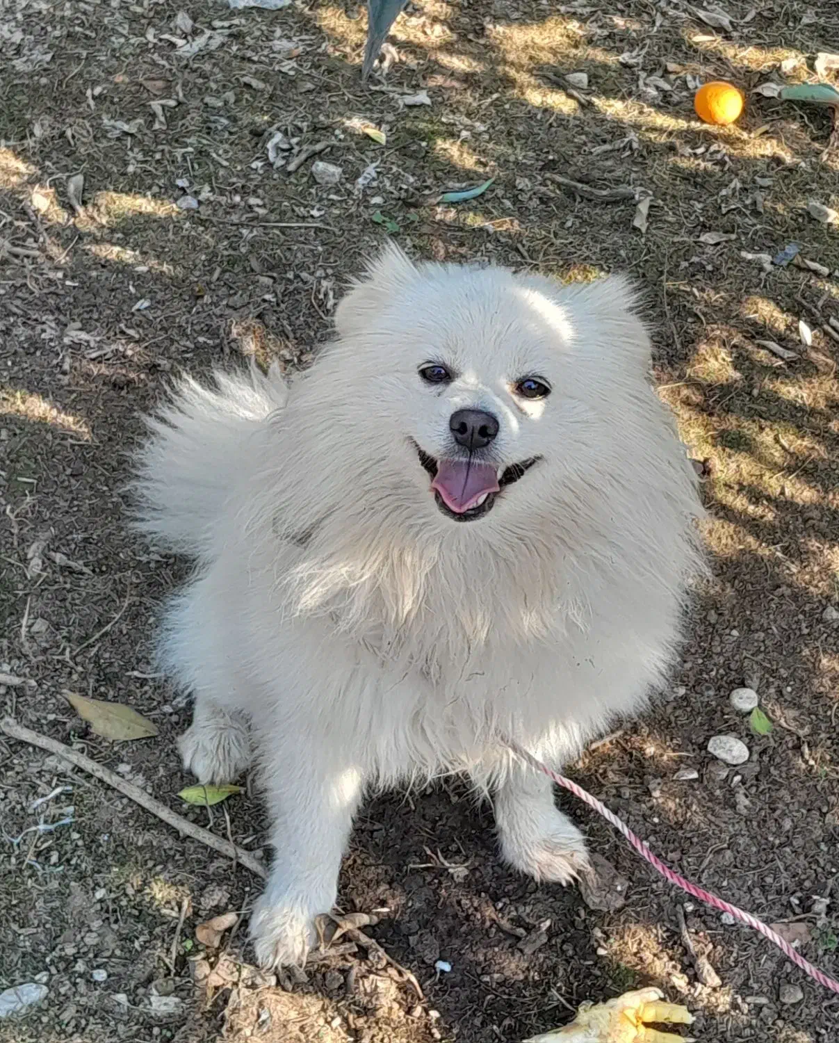 سگ پاکوتاه پامرانیان|سگ|قائم‌شهر, |دیوار