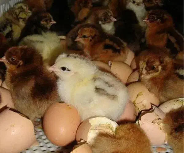 پیش فروش جوجه یک روزه|حیوانات مزرعه|نوشهر, |دیوار