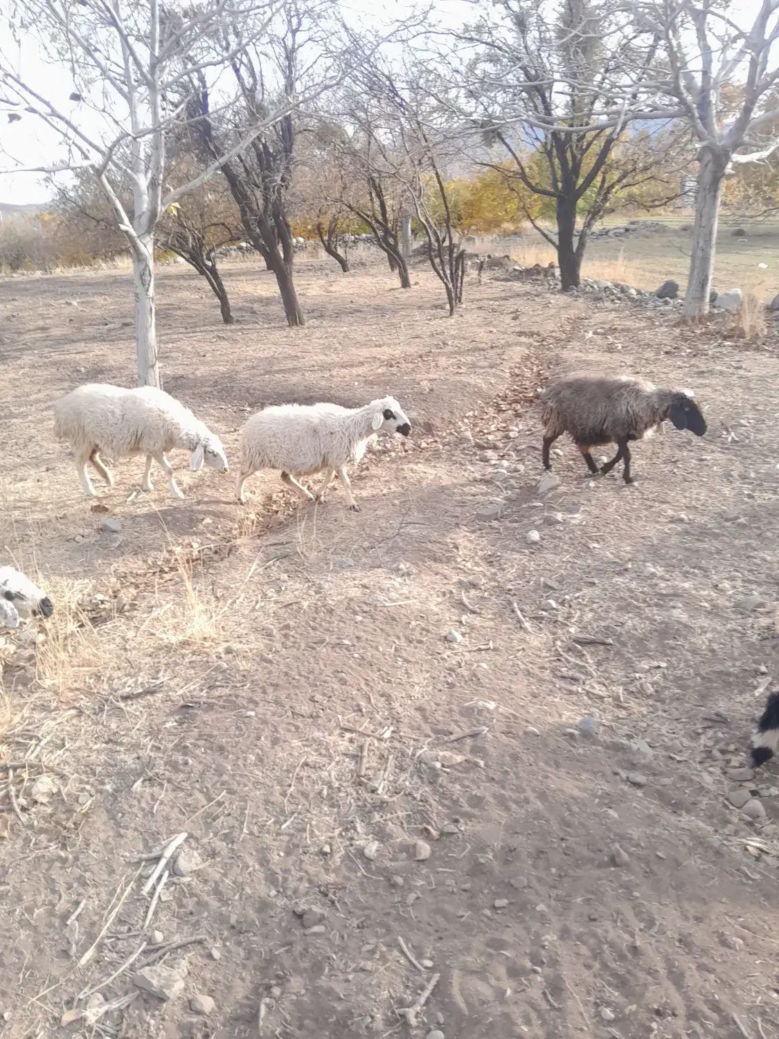 میش ابستن|حیوانات مزرعه|رابر, |دیوار