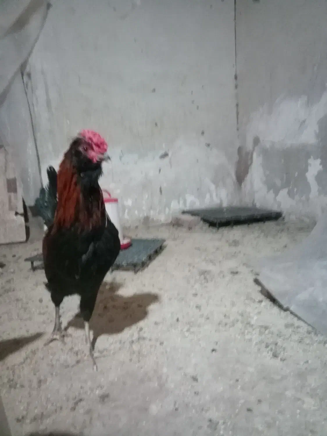 خروس گلین و برهما|حیوانات مزرعه|یزدان شهر, |دیوار