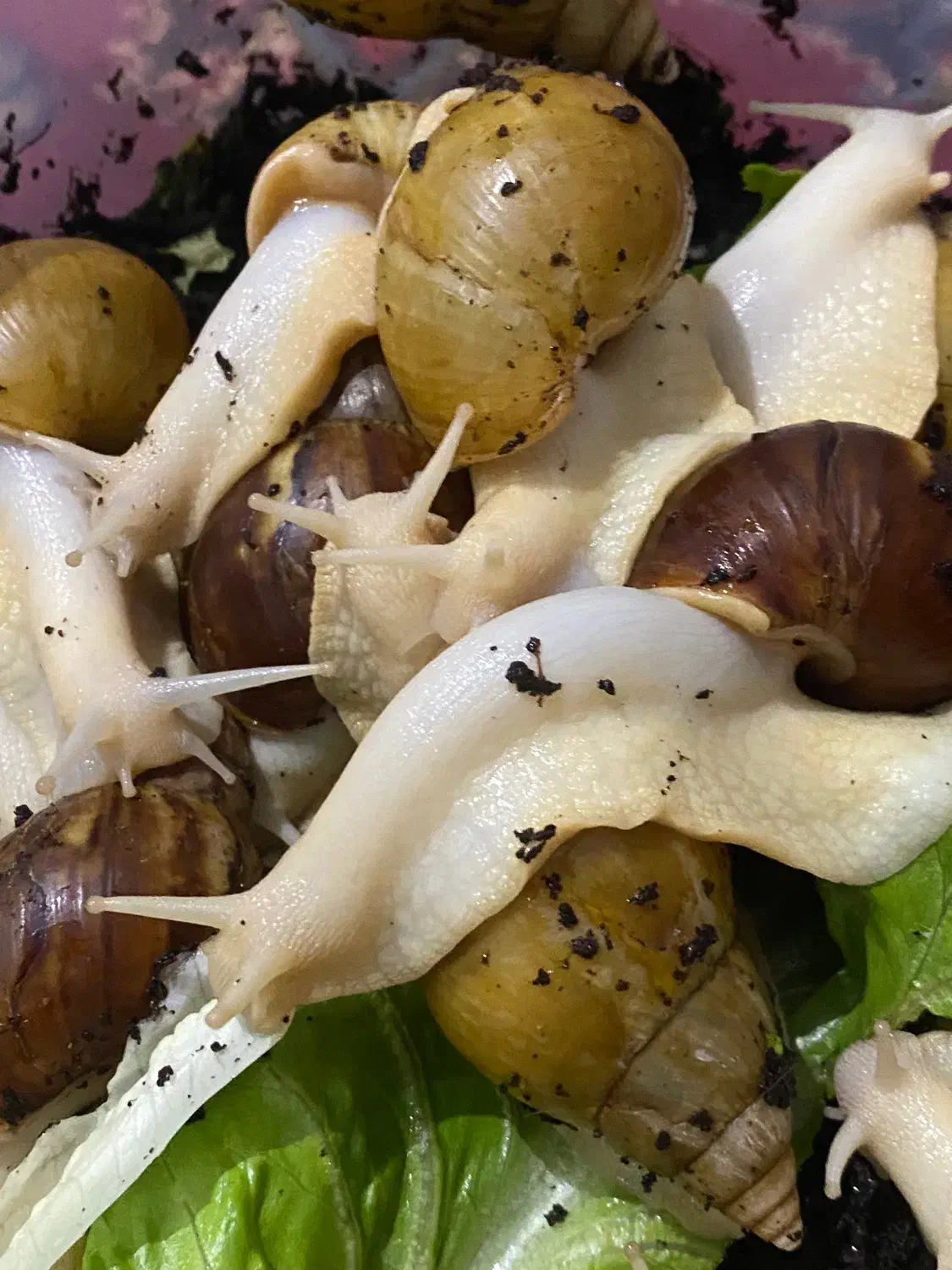 حلزون مولد|خزنده|شهریار, شهریار|دیوار