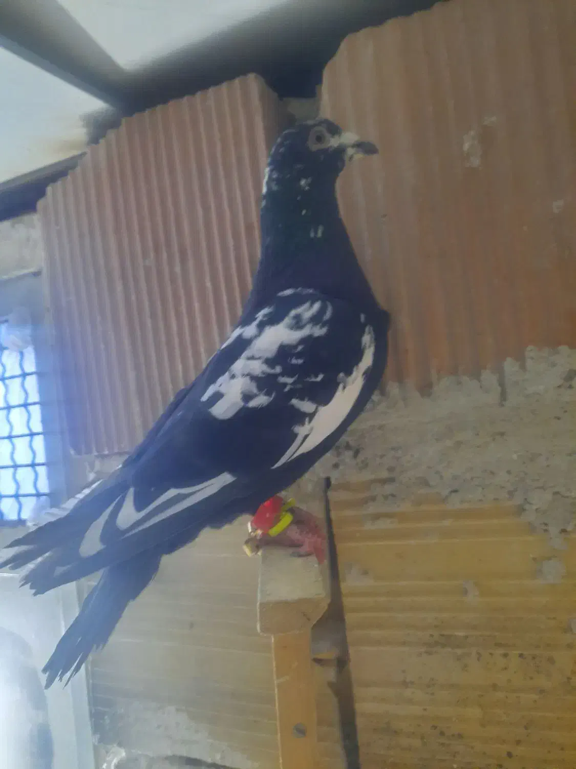 کبوتر|پرنده|شیروان (خراسان), |دیوار