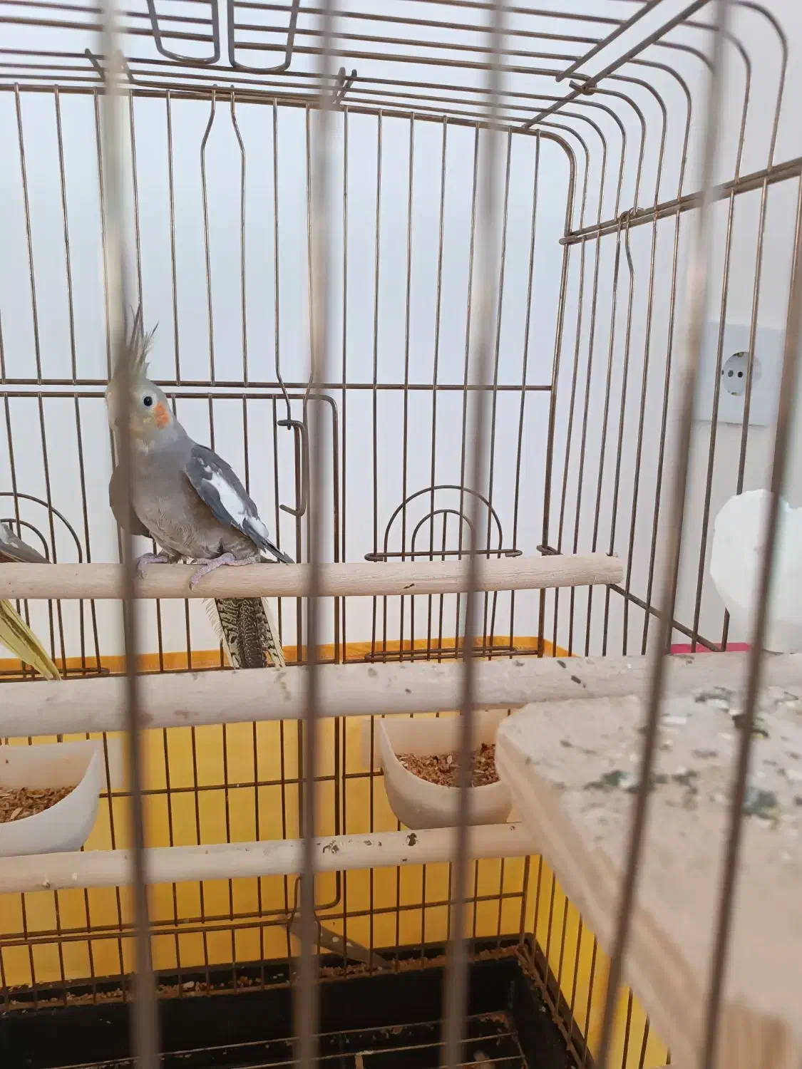 عروس هلندی سینامون|پرنده|محمدیه-قزوین, |دیوار