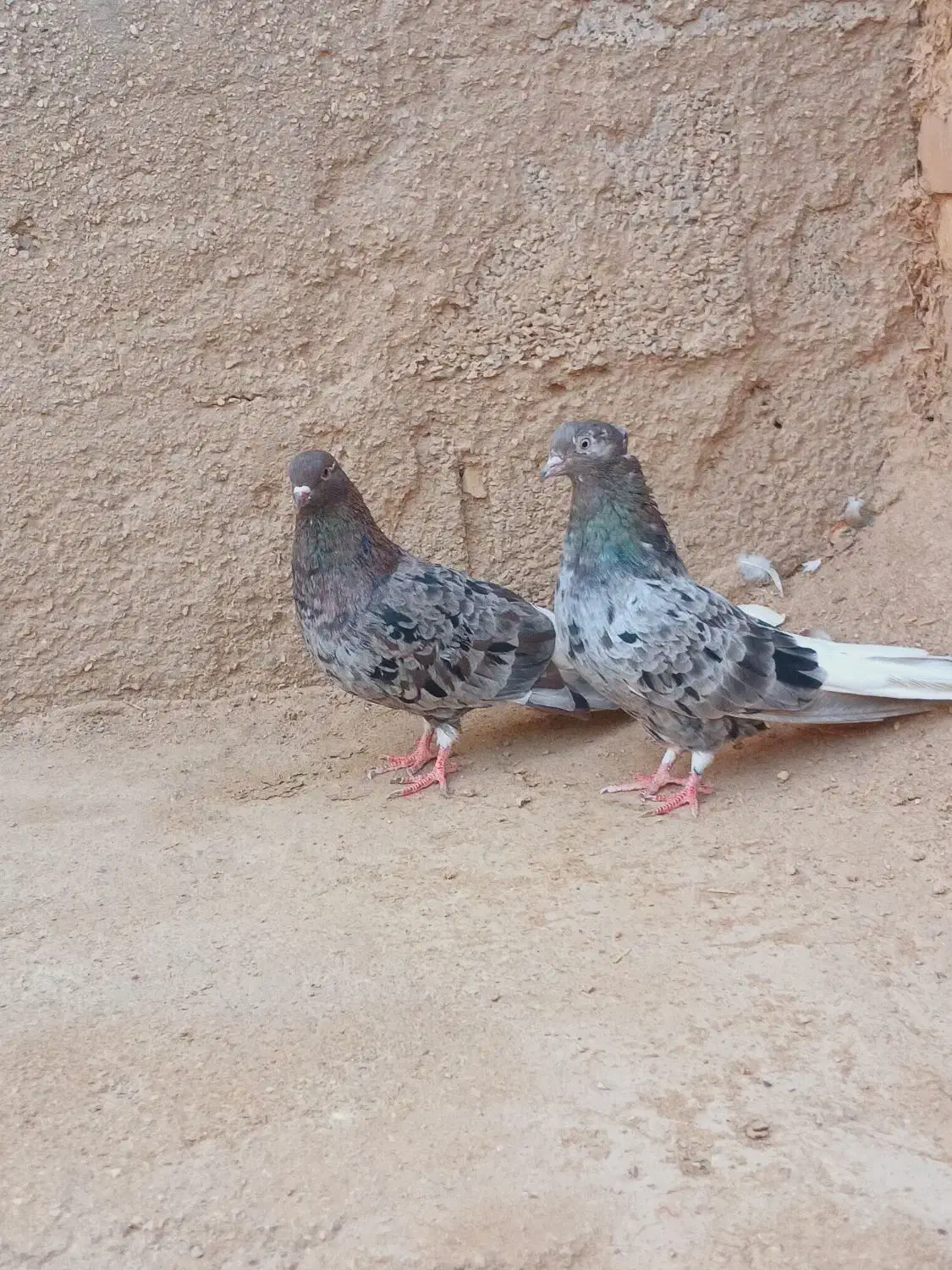 کبوتر رنگی دم سفید|پرنده|کارون, |دیوار