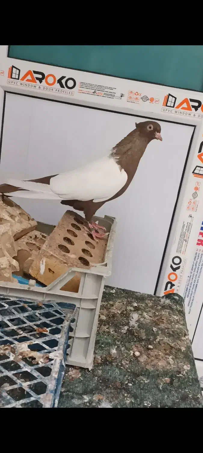 کبوتر دم سفیدوسینه ای.دم‌زرد|پرنده|باوی, |دیوار