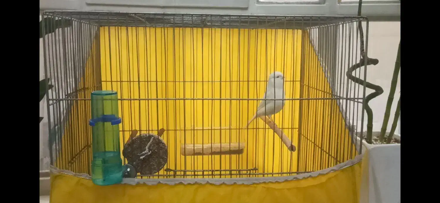 قناری فروش فوری|پرنده|اردکان, |دیوار