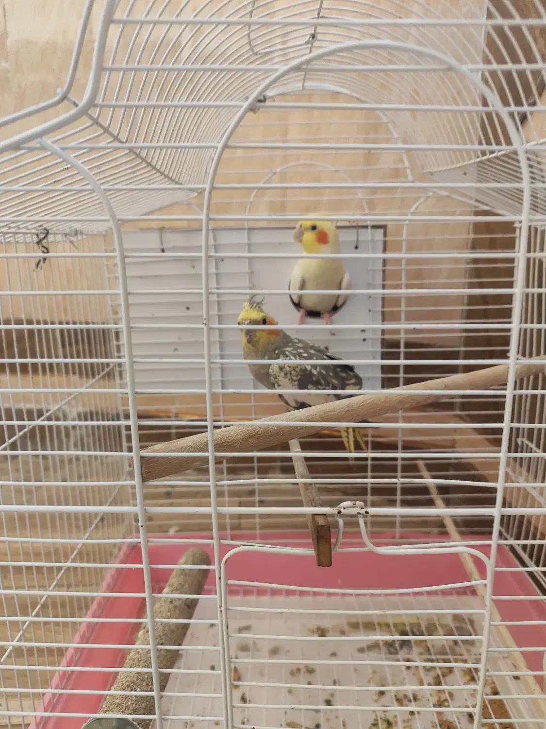 عروس هلندی|پرنده|ایرانشهر, |دیوار