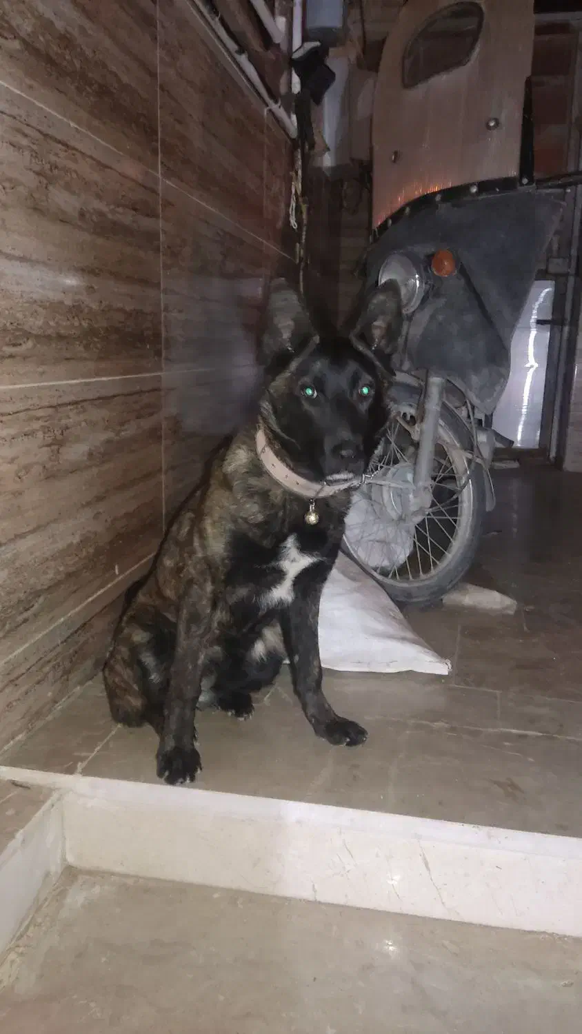 واگذاری|سگ|یزد, |دیوار