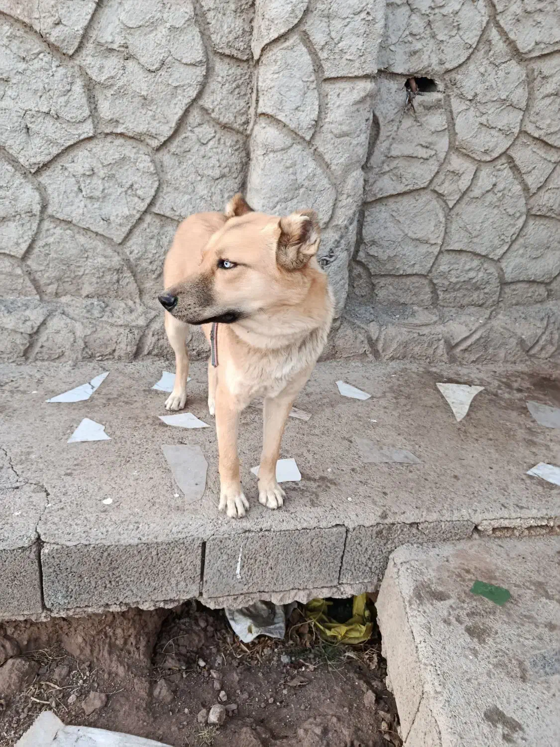 سگ هاسکی|سگ|تبریز, |دیوار