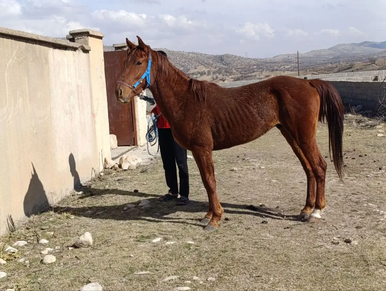 اسب|اسب و تجهیزات اسبسواری|چیتاب, |دیوار